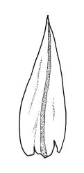 Macromitrium ligulaefolium, perichaetial leaf.
 Image: R.C. Wagstaff © All rights reserved. Redrawn with permission from Vitt (1983). 